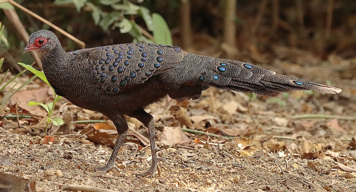 Germain's Peacock-Pheasant - ML554241131