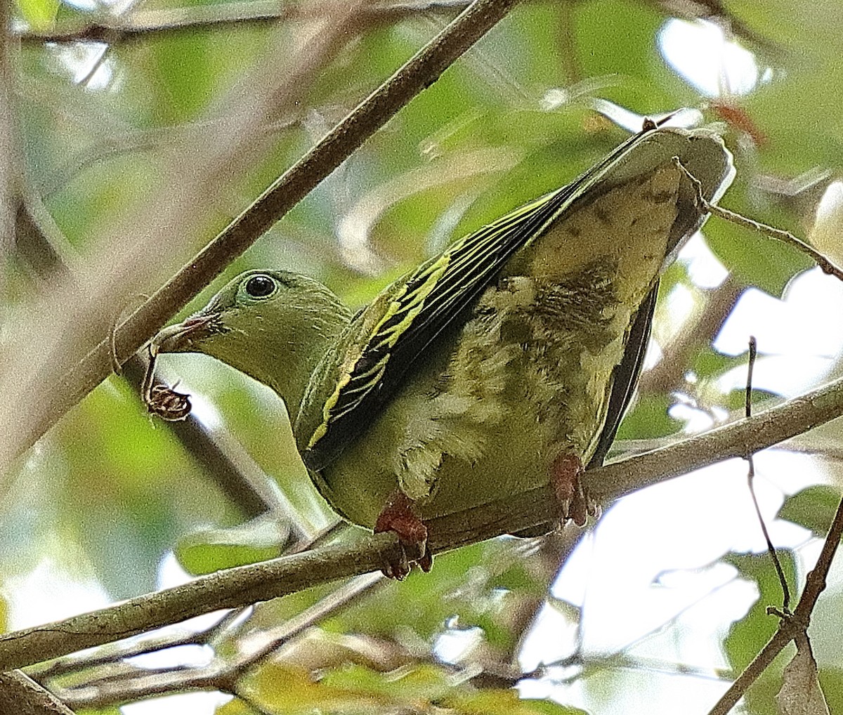 Thick-billed Green-Pigeon - ML554242321