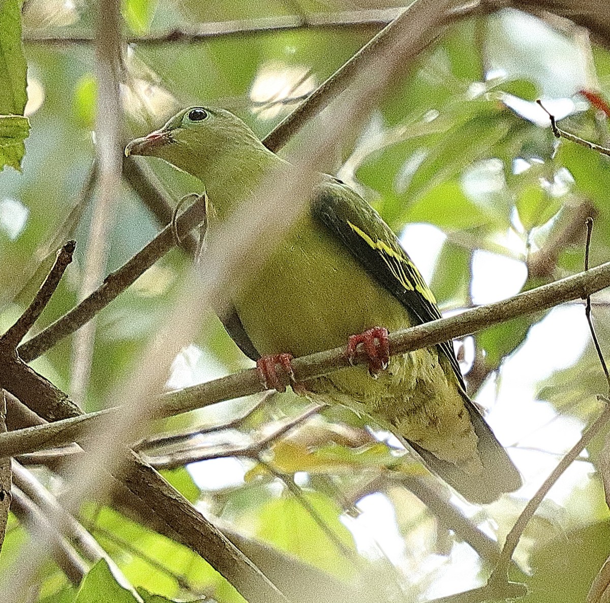 Thick-billed Green-Pigeon - ML554242331