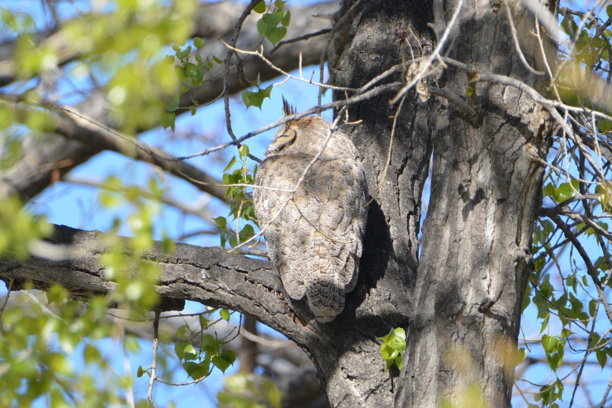 Great Horned Owl - ML55424751