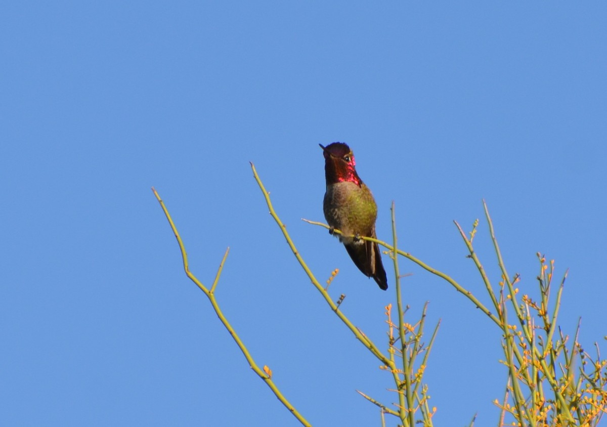 Anna's Hummingbird - ML554252361
