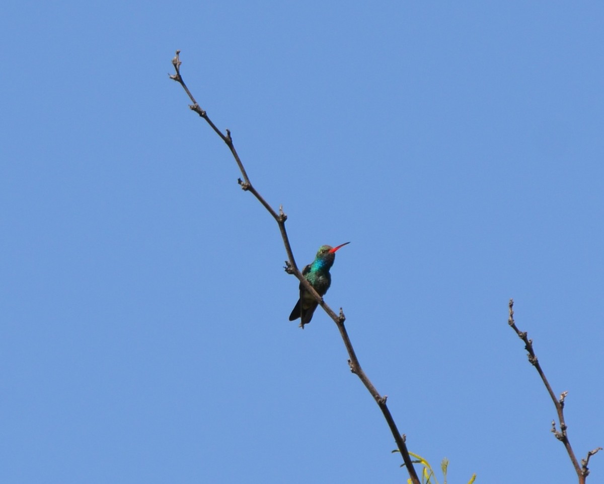 Broad-billed Hummingbird - ML554253661