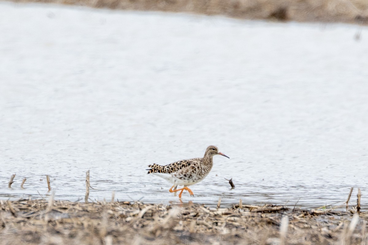 eBird Checklist 6 Apr 2023 31833363 Pioneer Trail, Mantua USOH 41