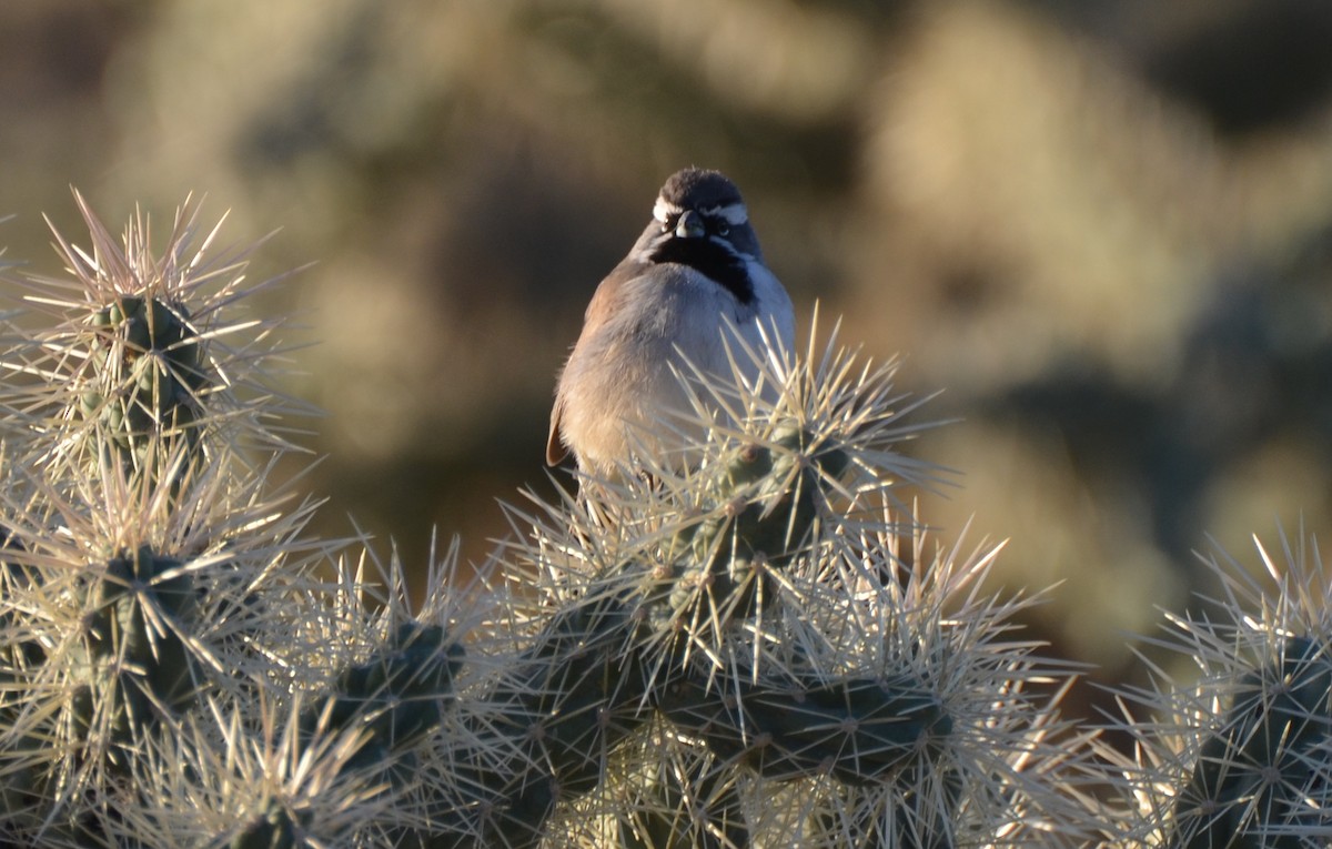 Black-throated Sparrow - ML554256121