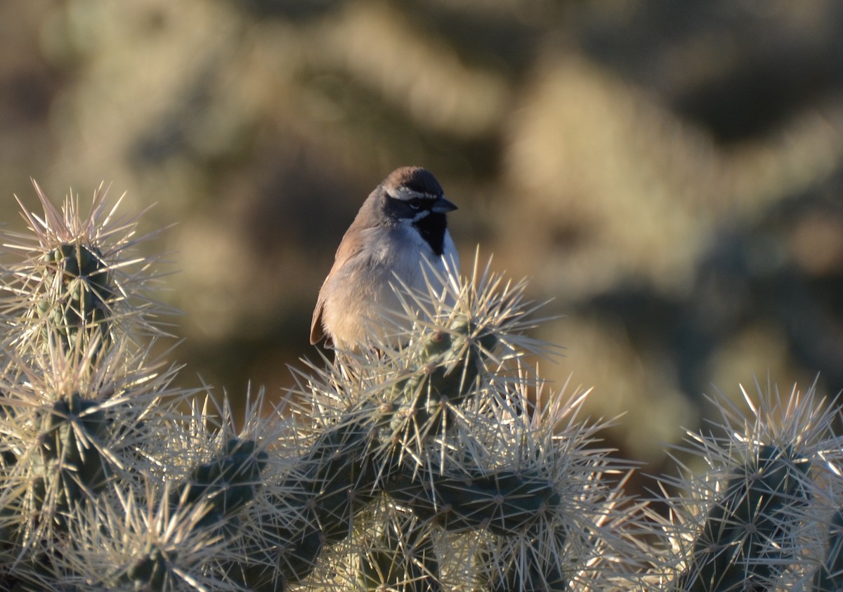 Black-throated Sparrow - ML554256131