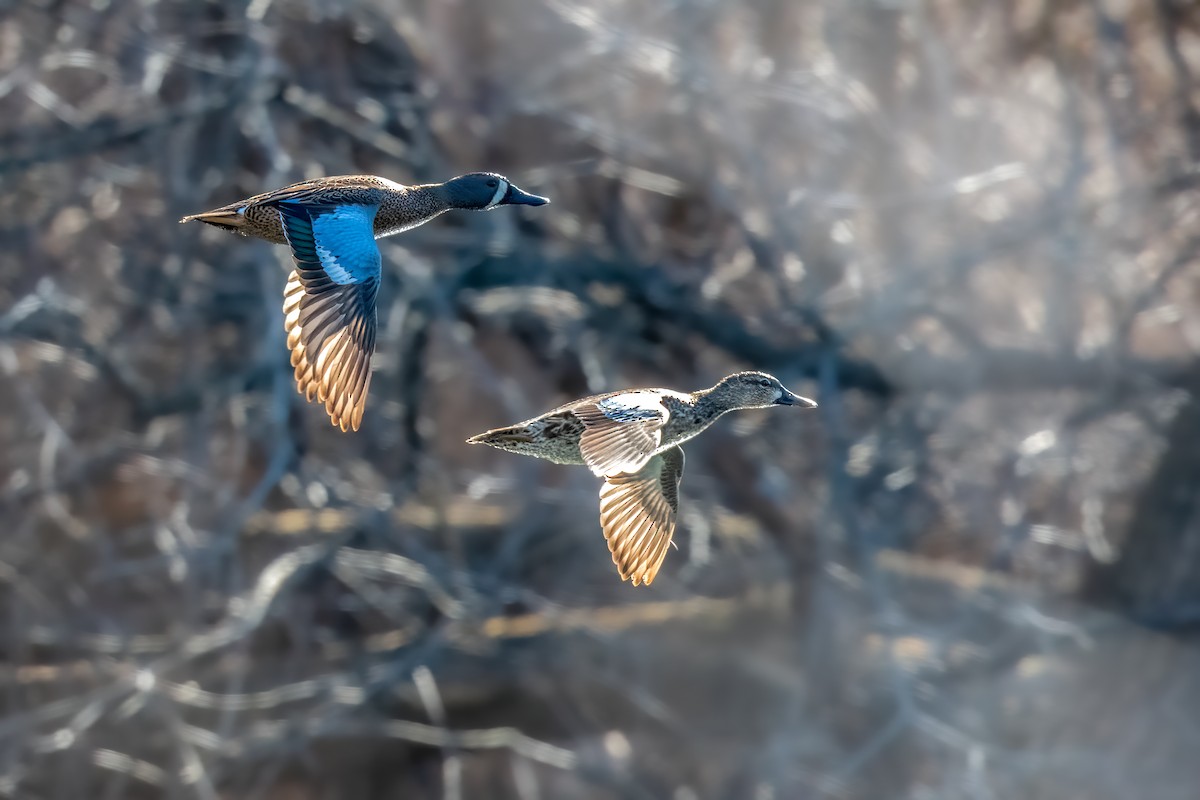 Blue-winged Teal - ML554257701