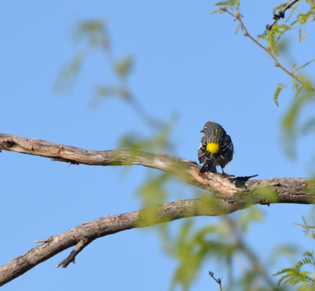 Yellow-rumped Warbler (Audubon's) - ML554259241