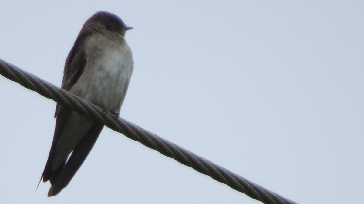 Northern Rough-winged Swallow - Michael Barry
