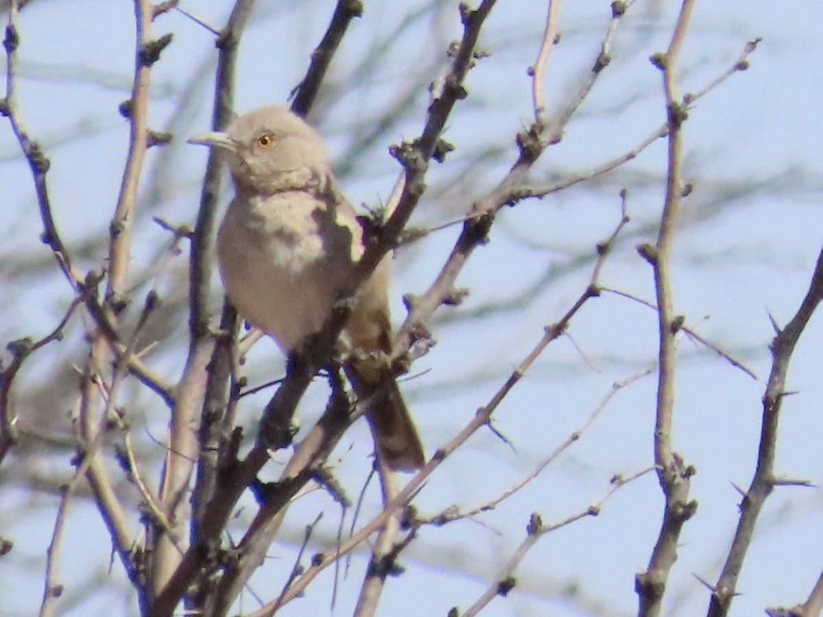 eBird Checklist 6 Apr 2023 Stateline Rd. (Cochise Co.) 17 species