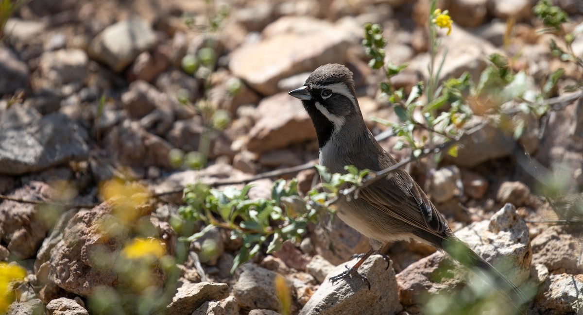 Black-throated Sparrow - ML554273591