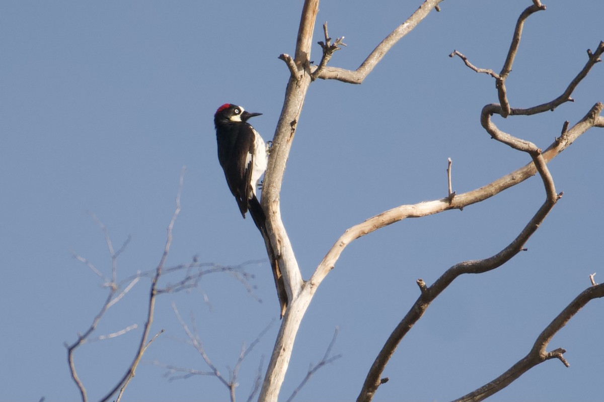 Acorn Woodpecker - ML554273811