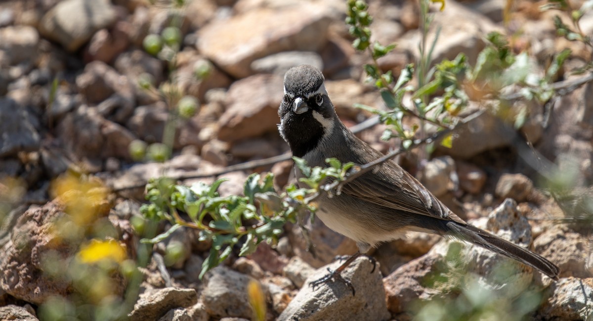Black-throated Sparrow - ML554274161