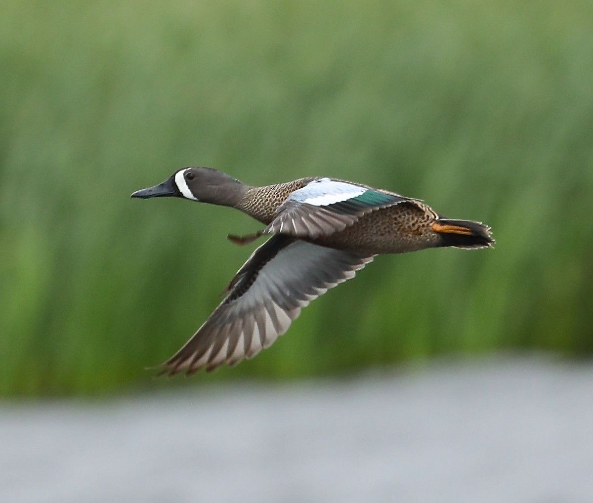 Blue-winged Teal - ML55427551