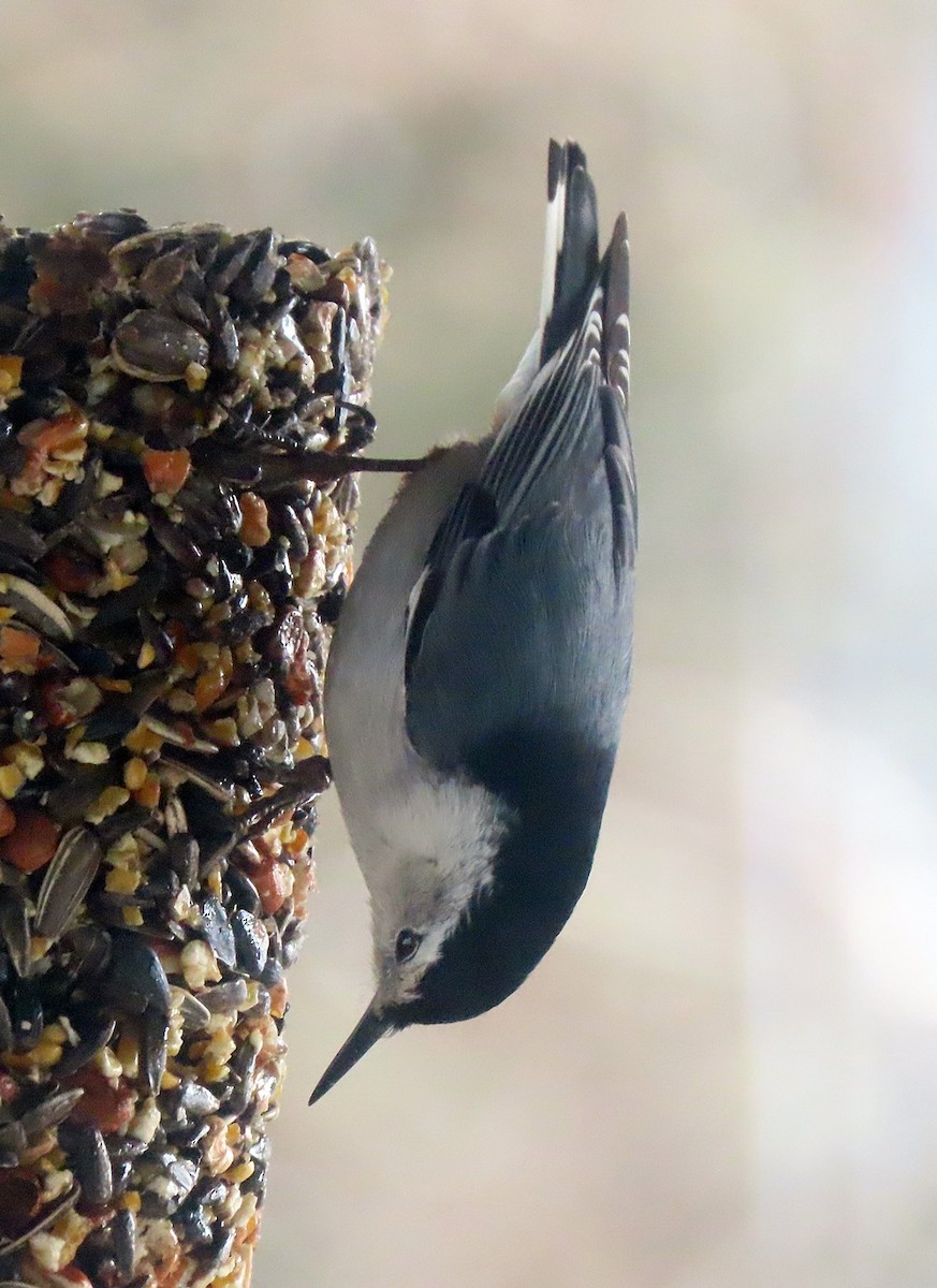 White-breasted Nuthatch - ML554275911