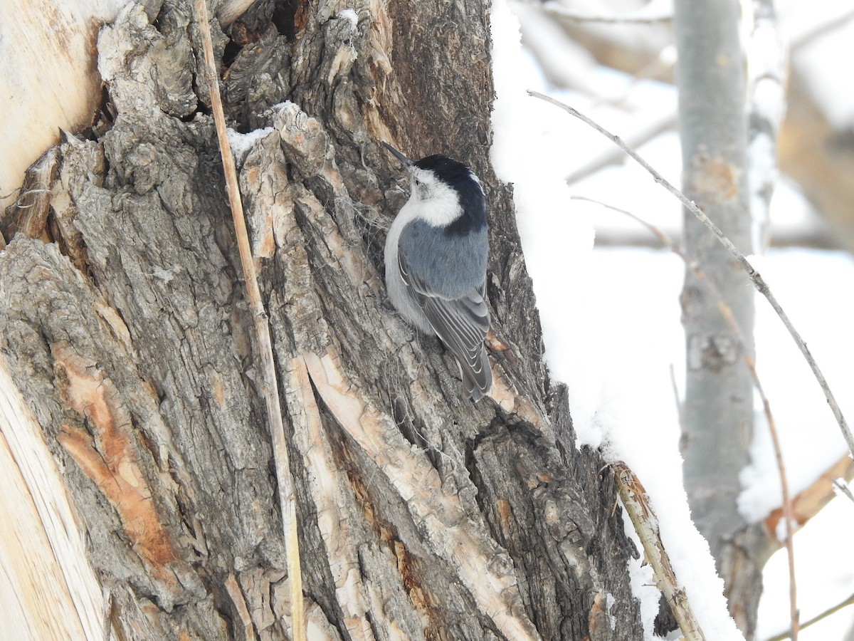White-breasted Nuthatch (Interior West) - ML554288541