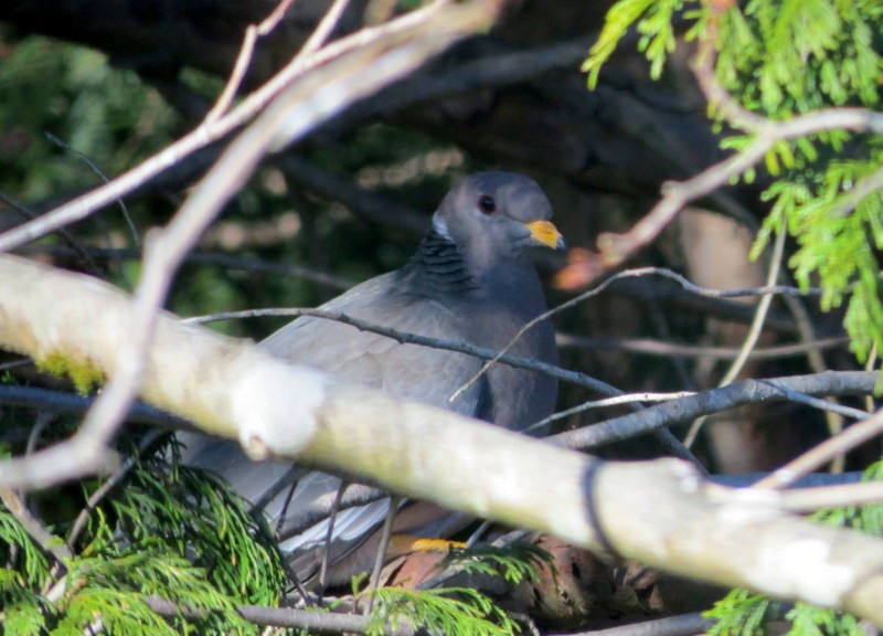 Band-tailed Pigeon - ML55429081