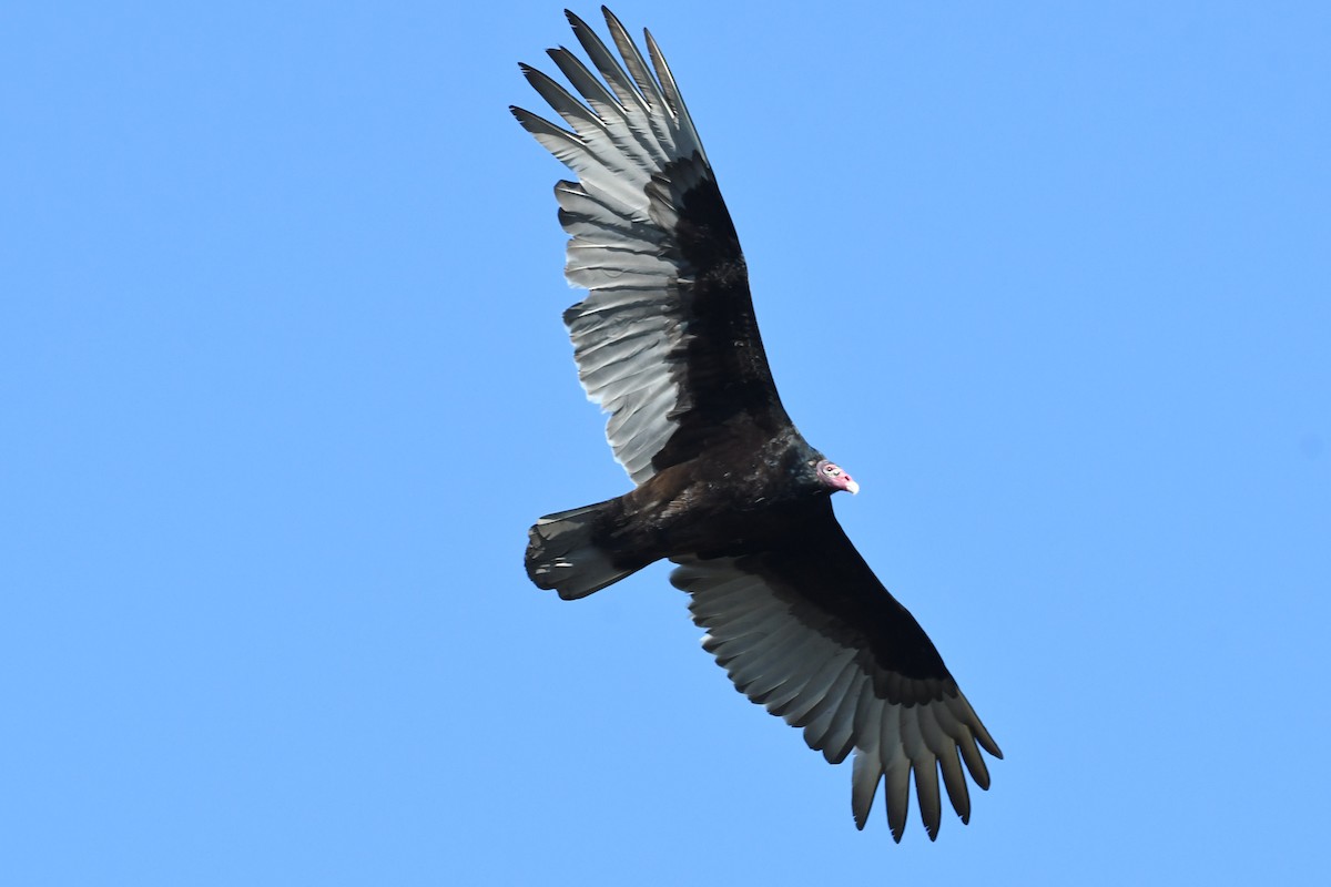 Turkey Vulture - ML554291051
