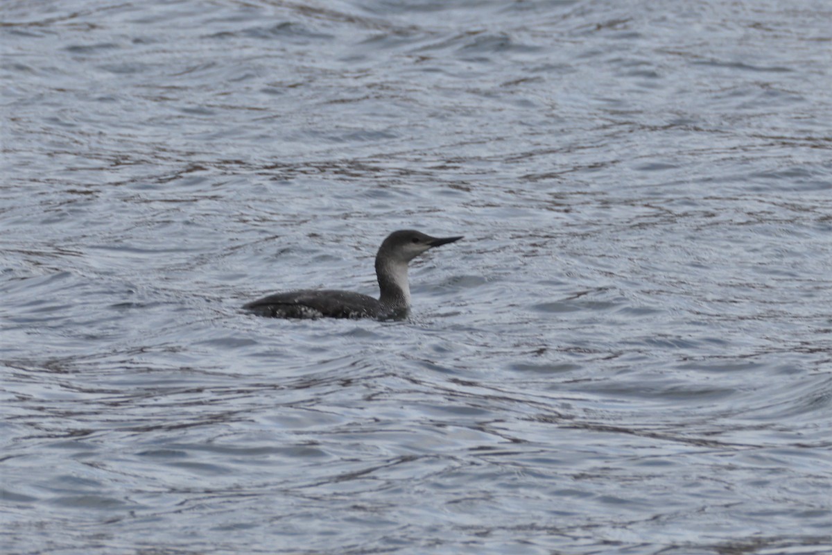 Red-throated Loon - ray campbell