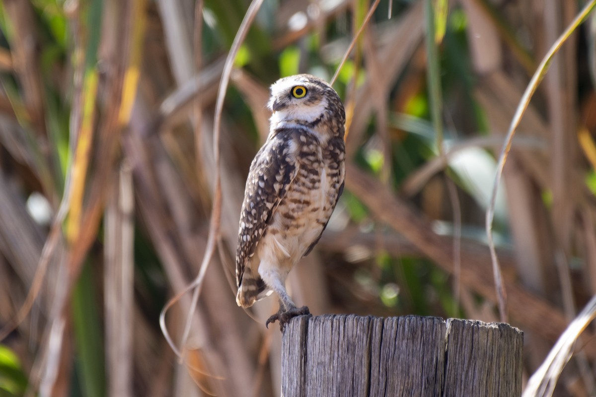 Burrowing Owl - ML554295031