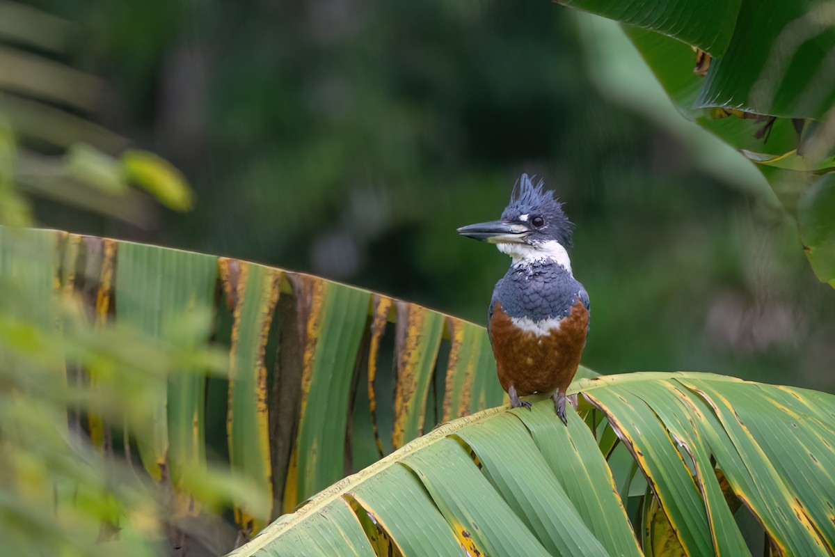 Ringed Kingfisher - Marcos Eugênio Birding Guide