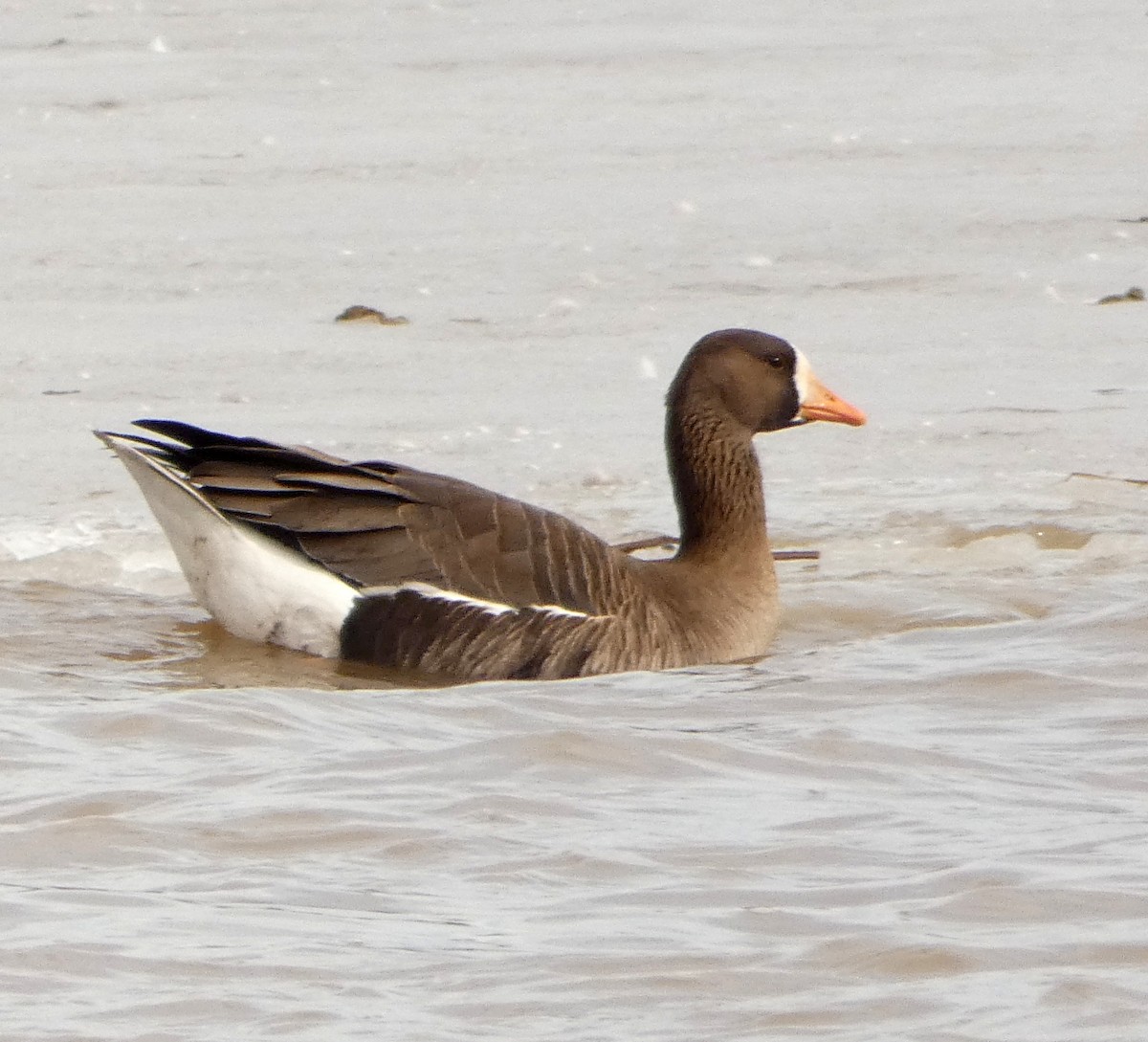 Greater White-fronted Goose - Monique Berlinguette
