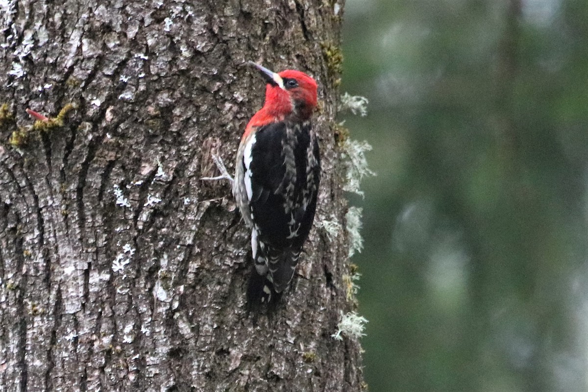 Red-naped x Red-breasted Sapsucker (hybrid) - ML55431481