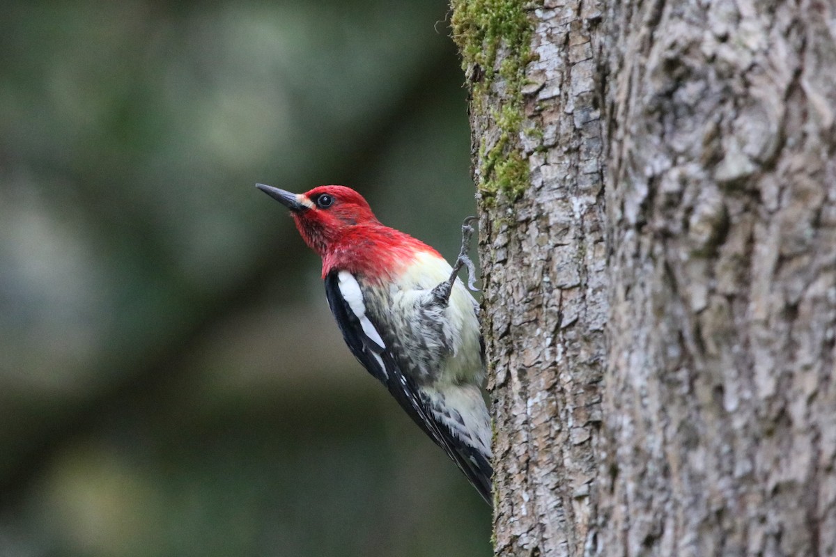 Red-breasted Sapsucker - Isaiah Nugent