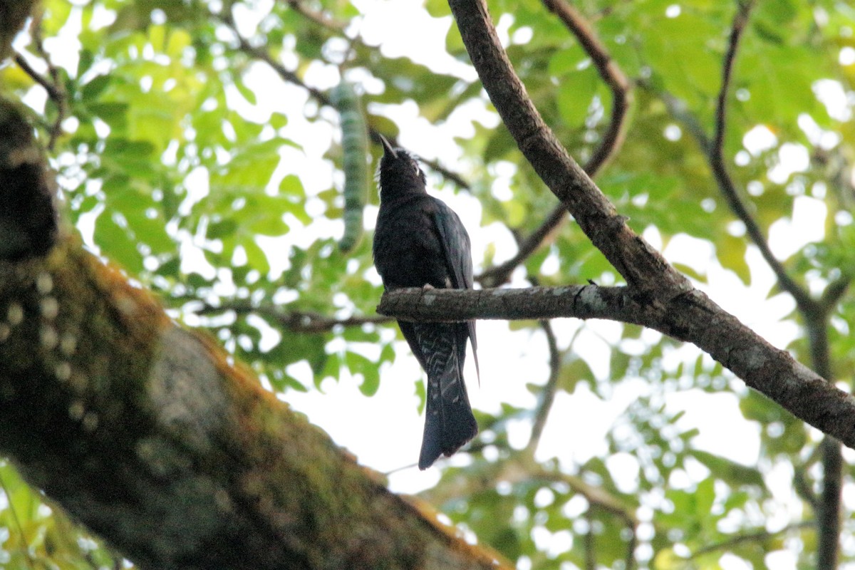 Square-tailed Drongo-Cuckoo - Fadzrun A.