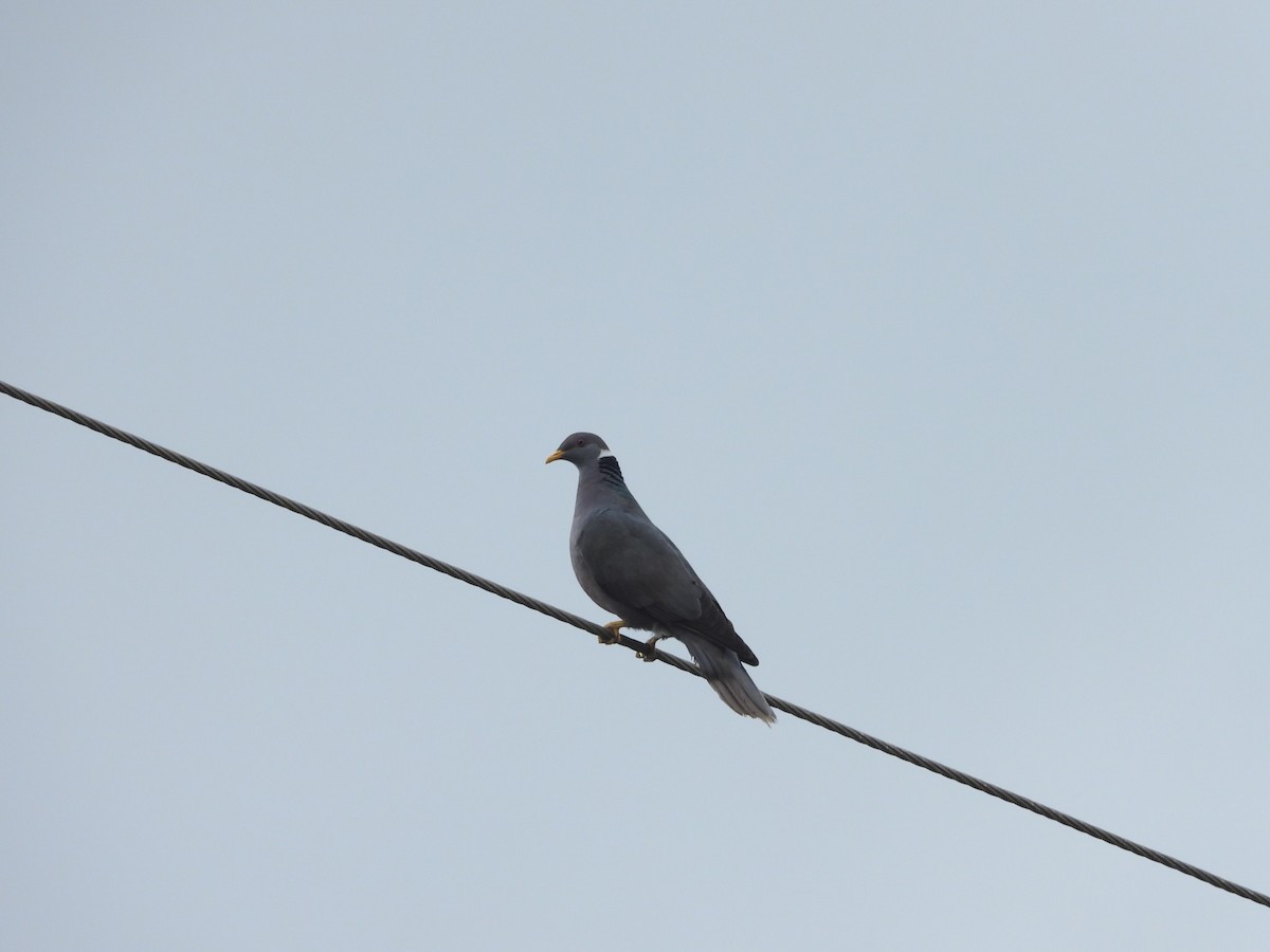 Pigeon à queue barrée (groupe albilinea) - ML554319621