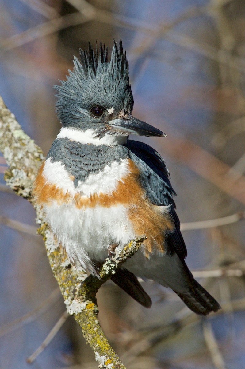 Belted Kingfisher - ML554322841