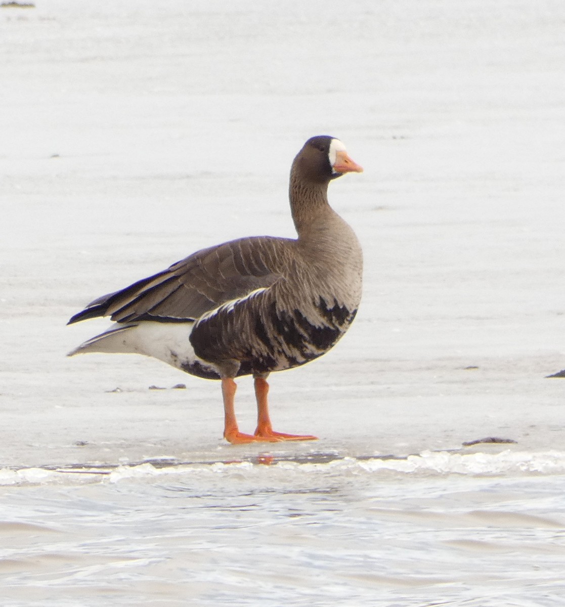 Greater White-fronted Goose - ML554323251