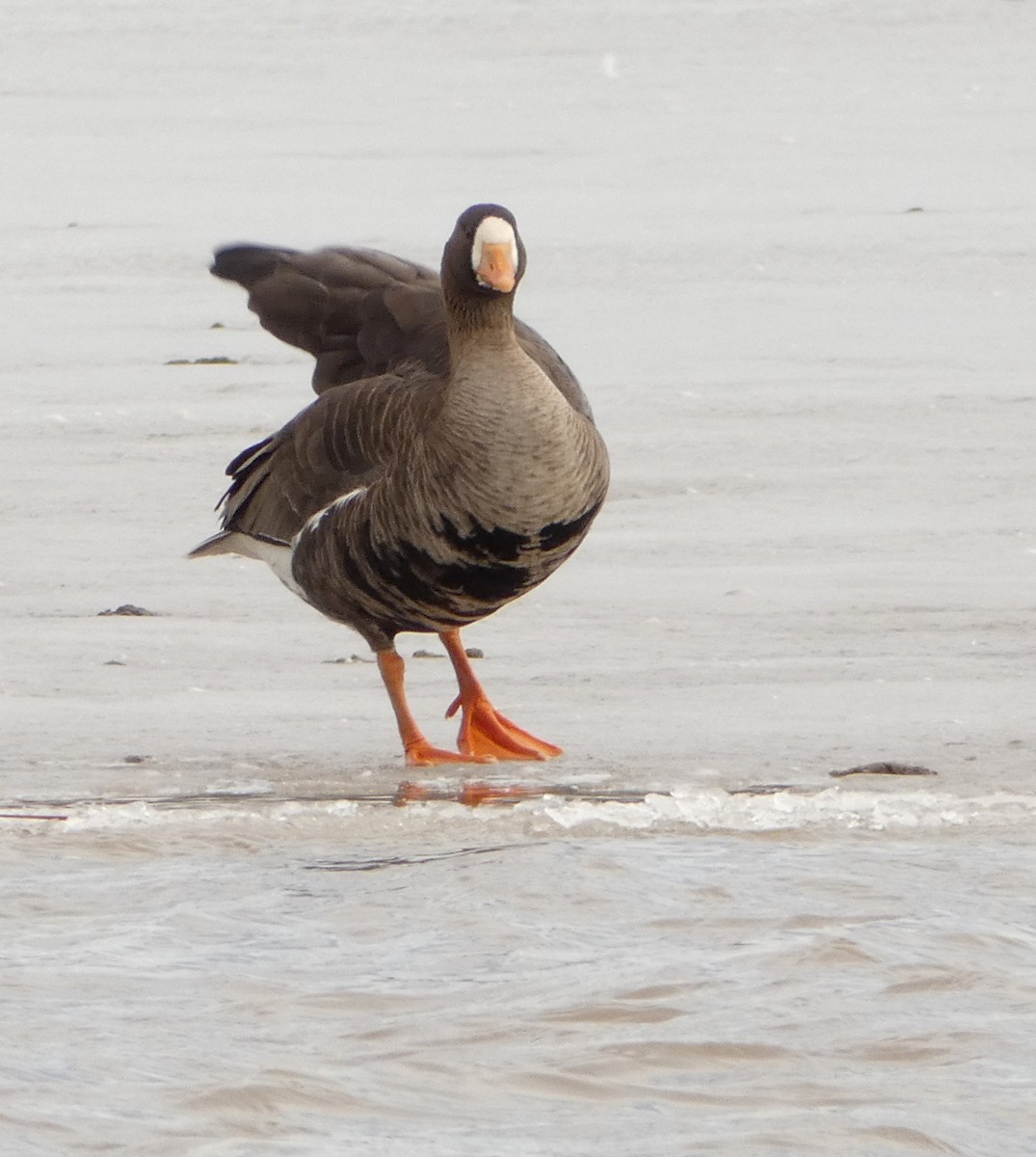 Greater White-fronted Goose - ML554323281