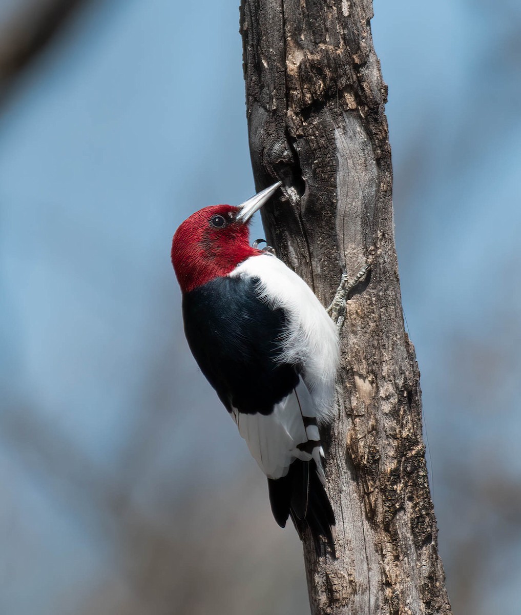 Red-headed Woodpecker - ML554325281