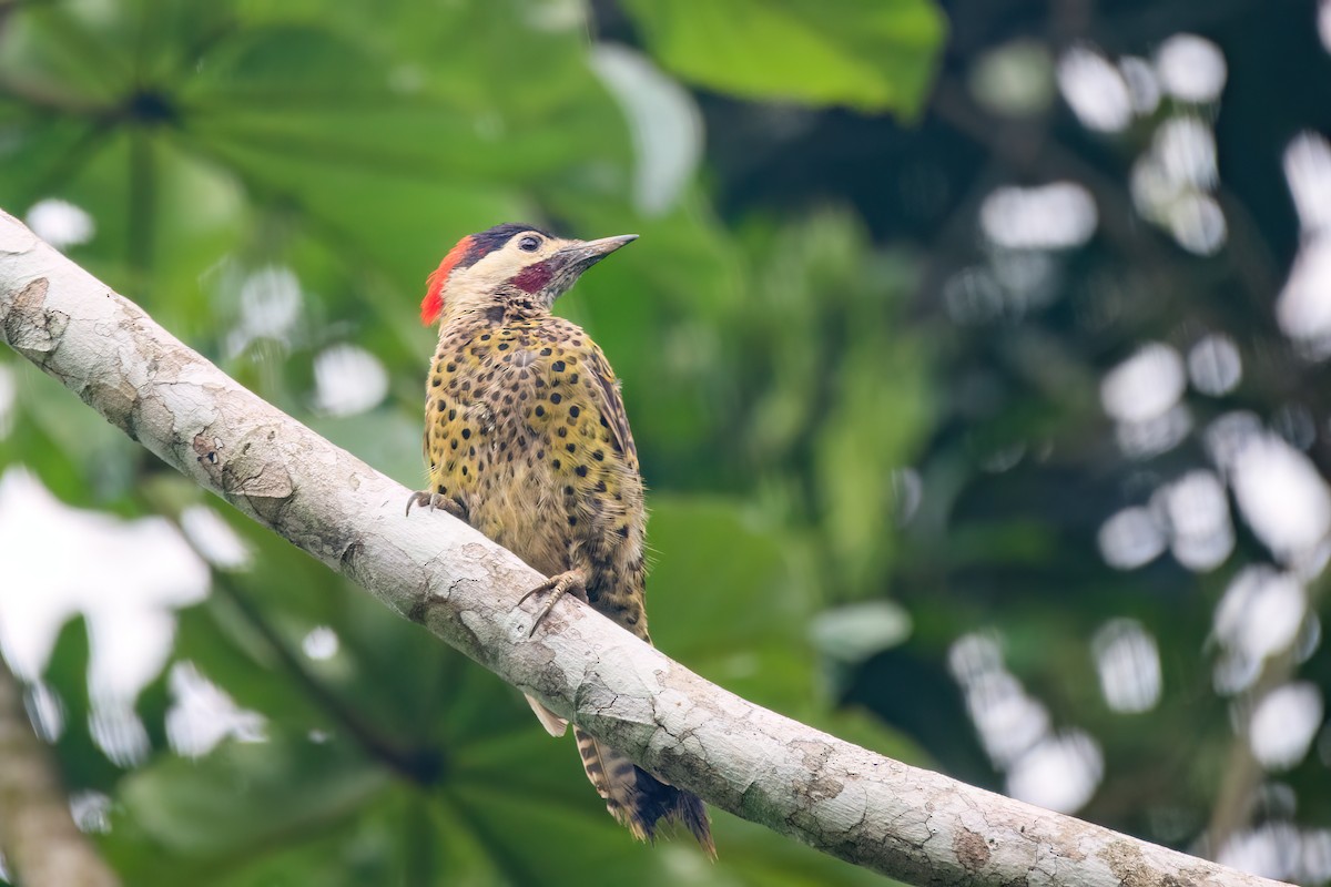 Green-barred Woodpecker - ML554325661