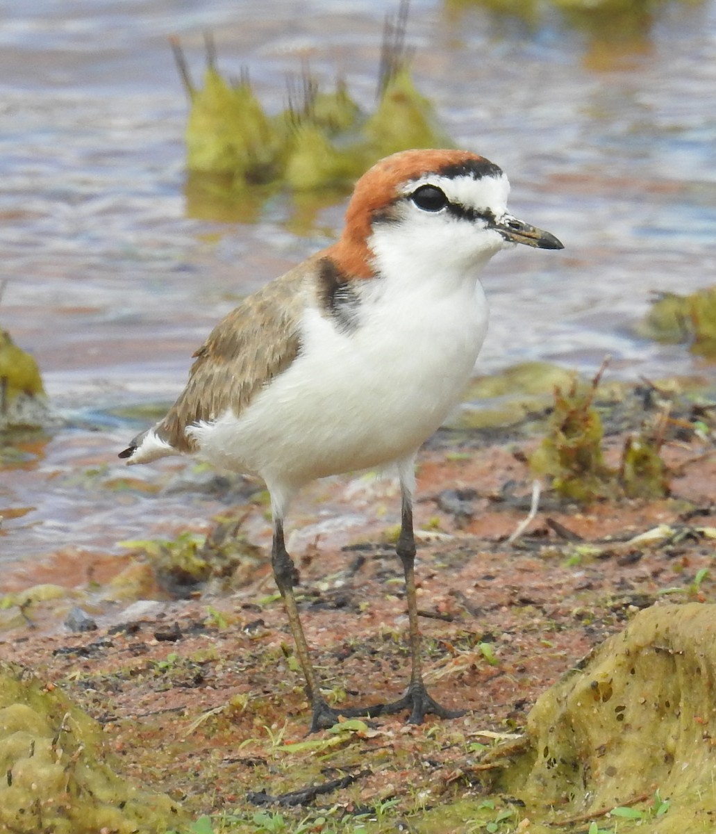 Red-capped Plover - ML55432681
