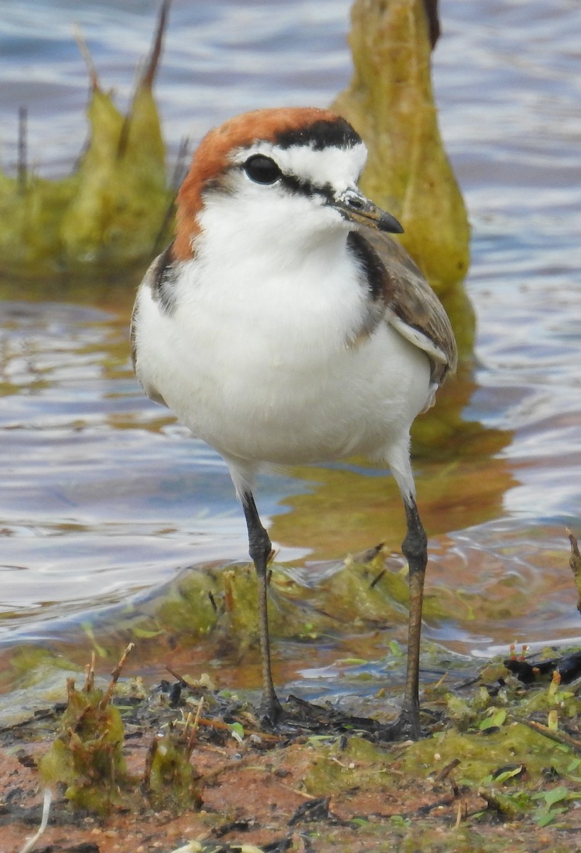 Red-capped Plover - ML55432691