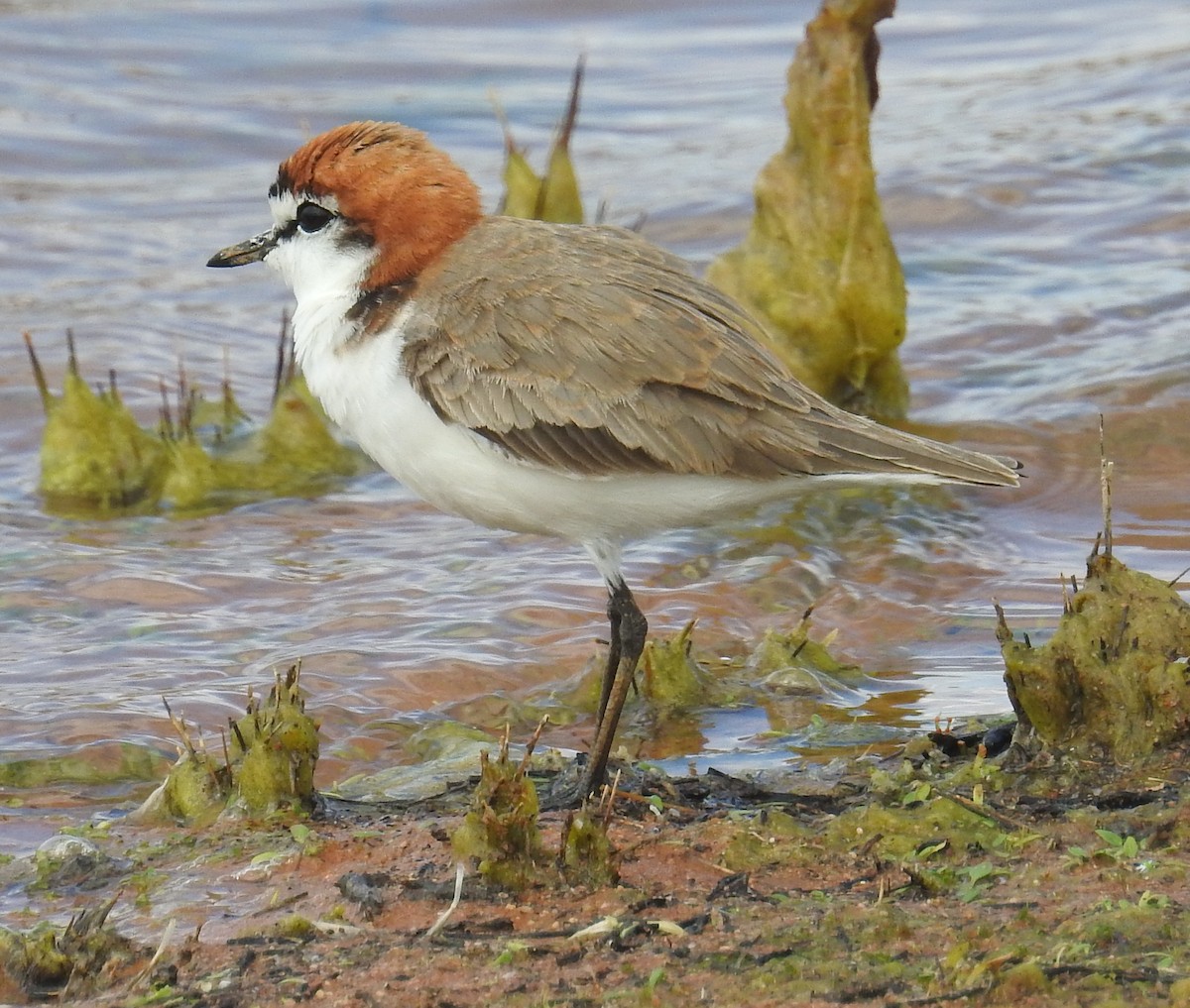 Red-capped Plover - ML55432701