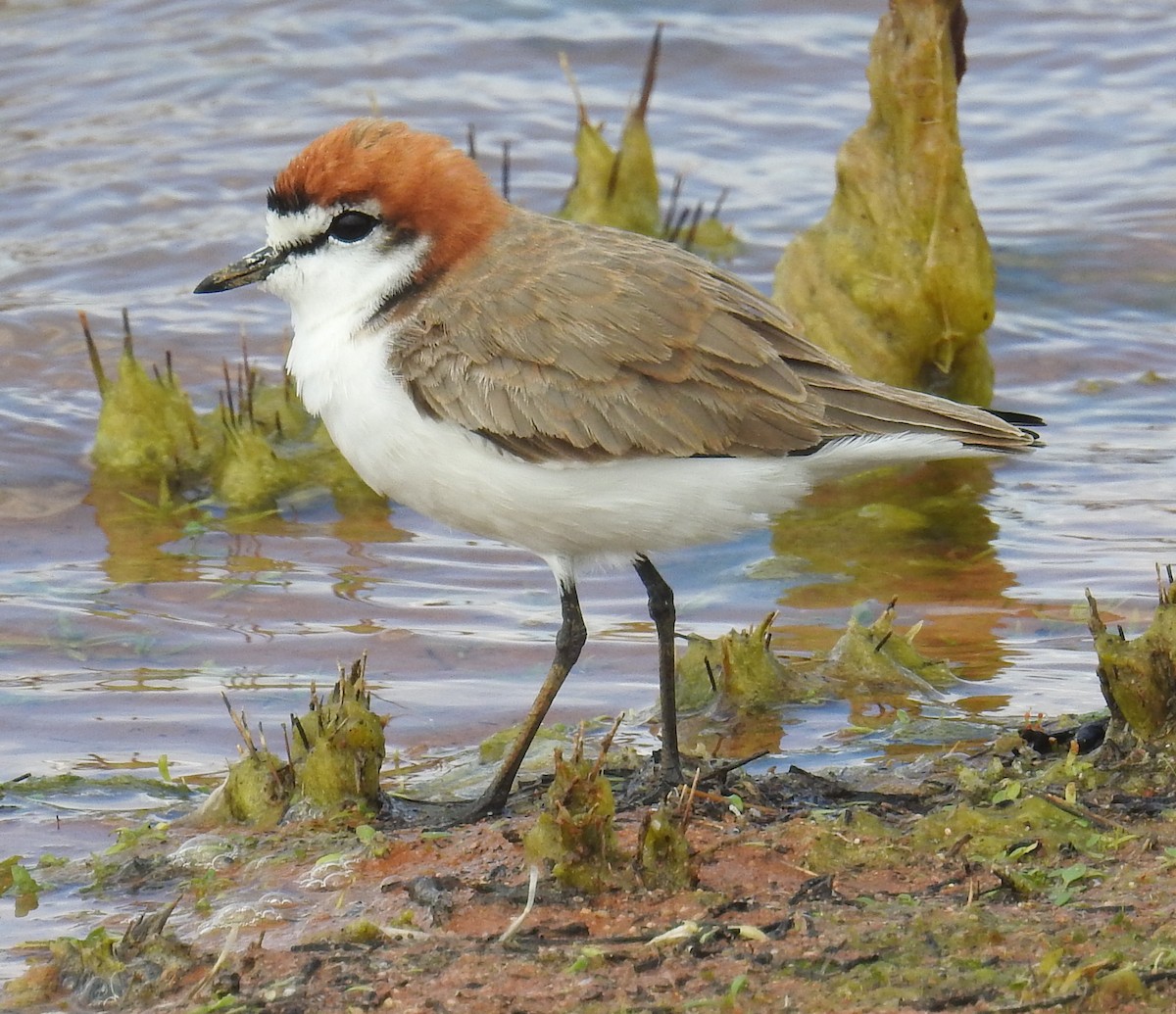 Red-capped Plover - ML55432711