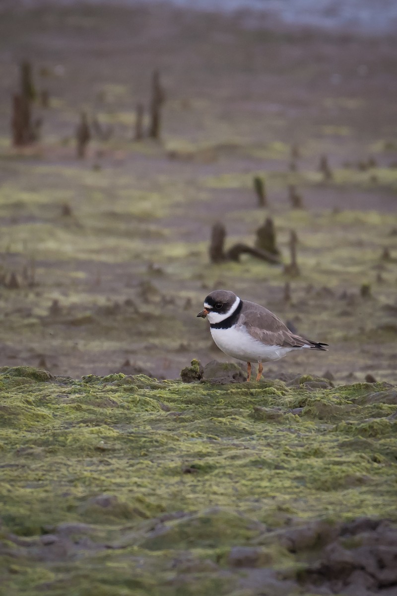 Semipalmated Plover - Deb Ford