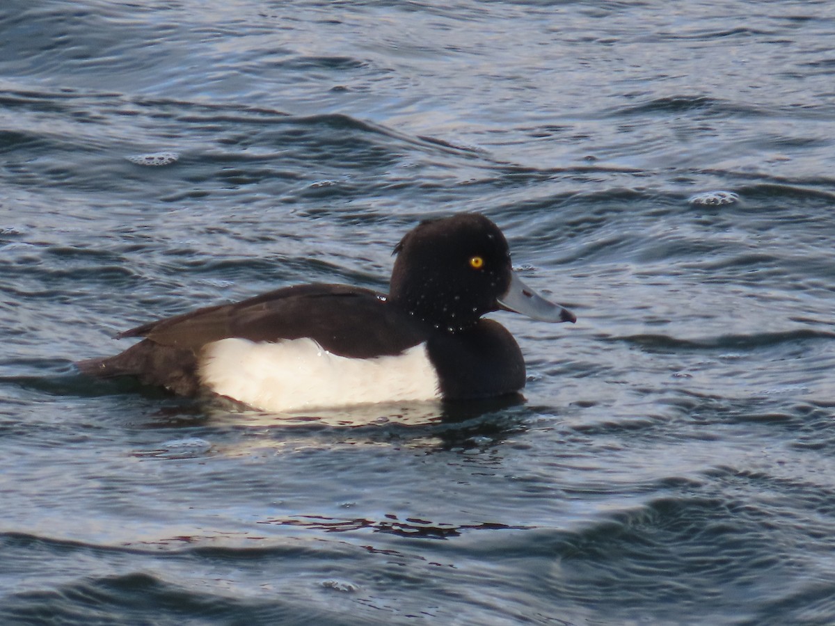 Tufted Duck - ML554332731