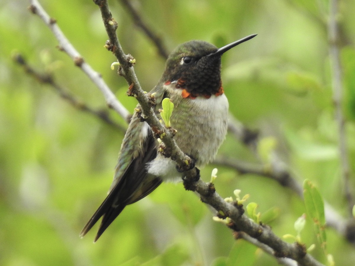 Ruby-throated Hummingbird - ML554333501