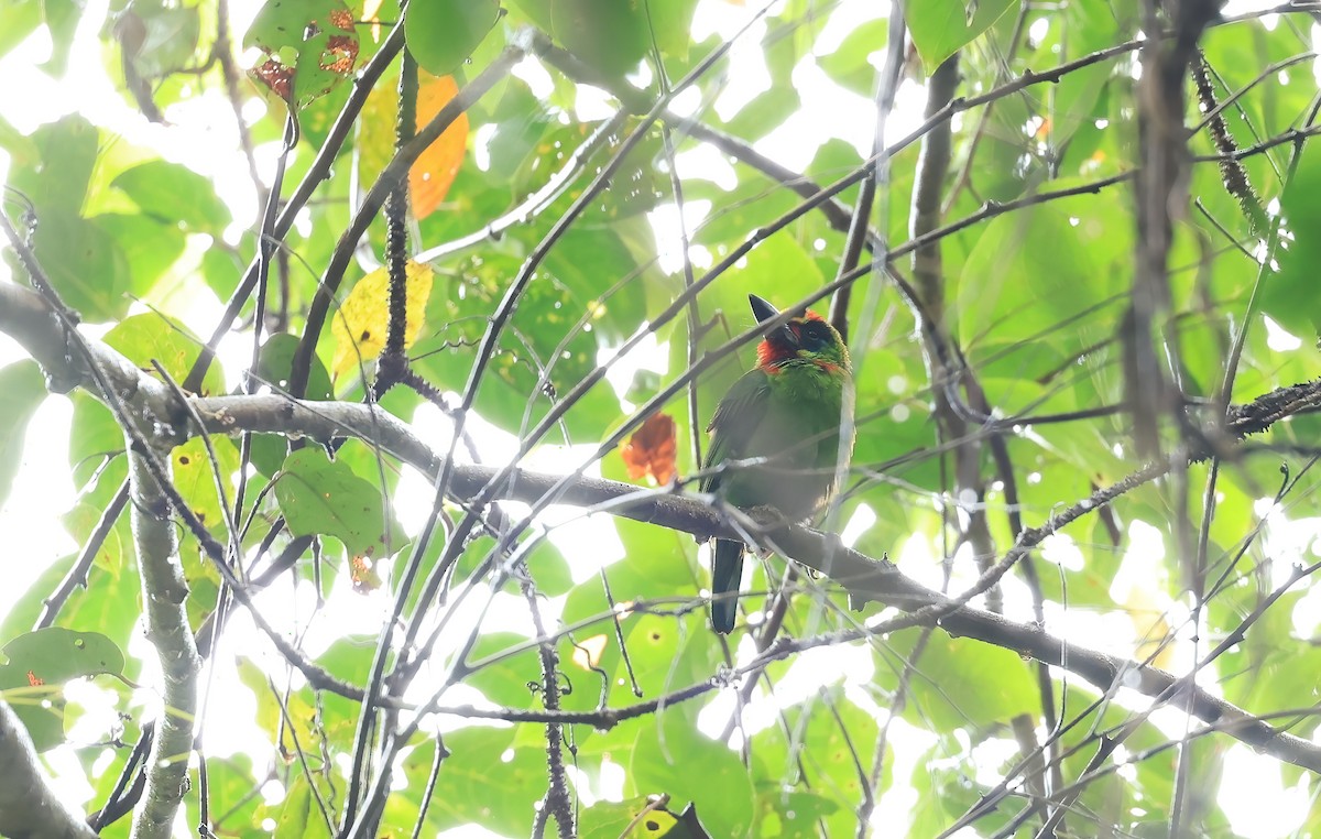 Red-throated Barbet - ML554341391