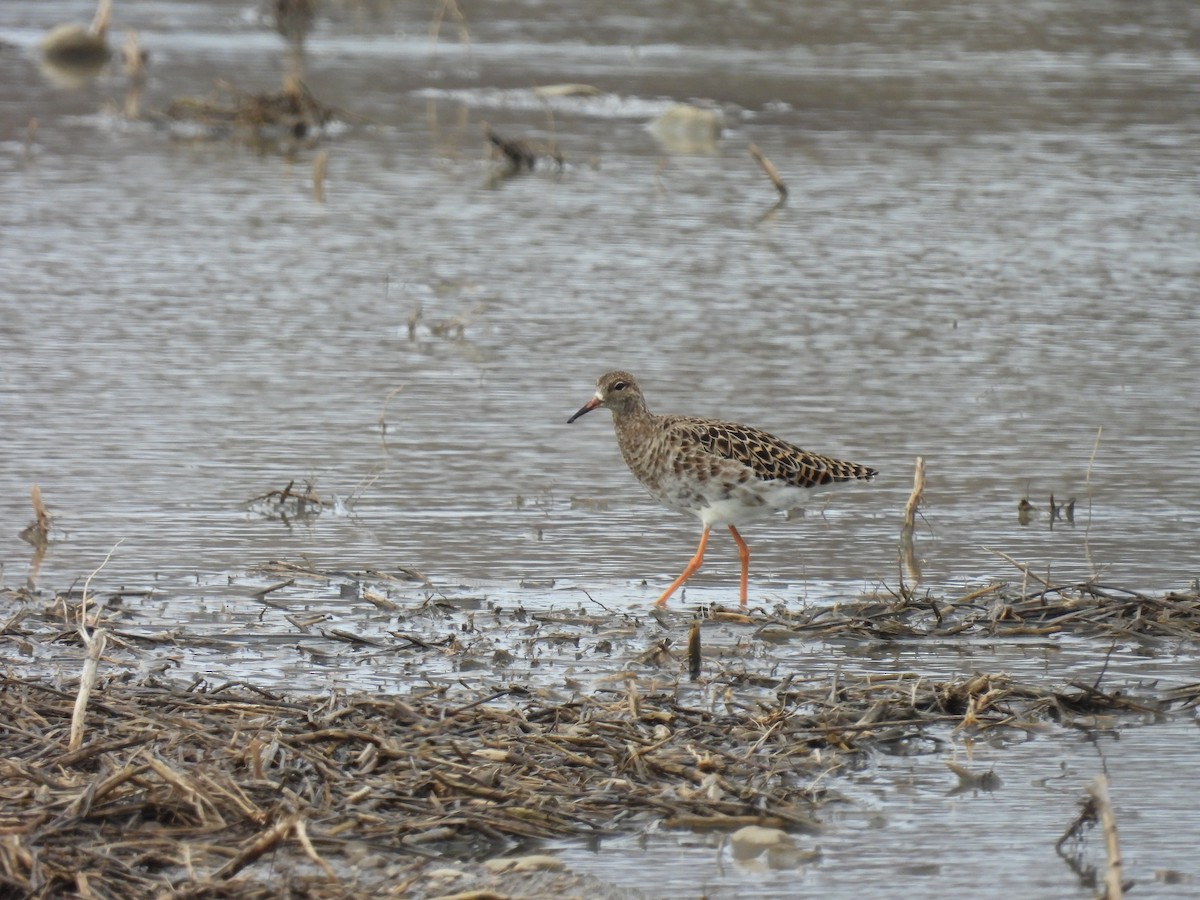 eBird Checklist 6 Apr 2023 31833363 Pioneer Trail, Mantua USOH