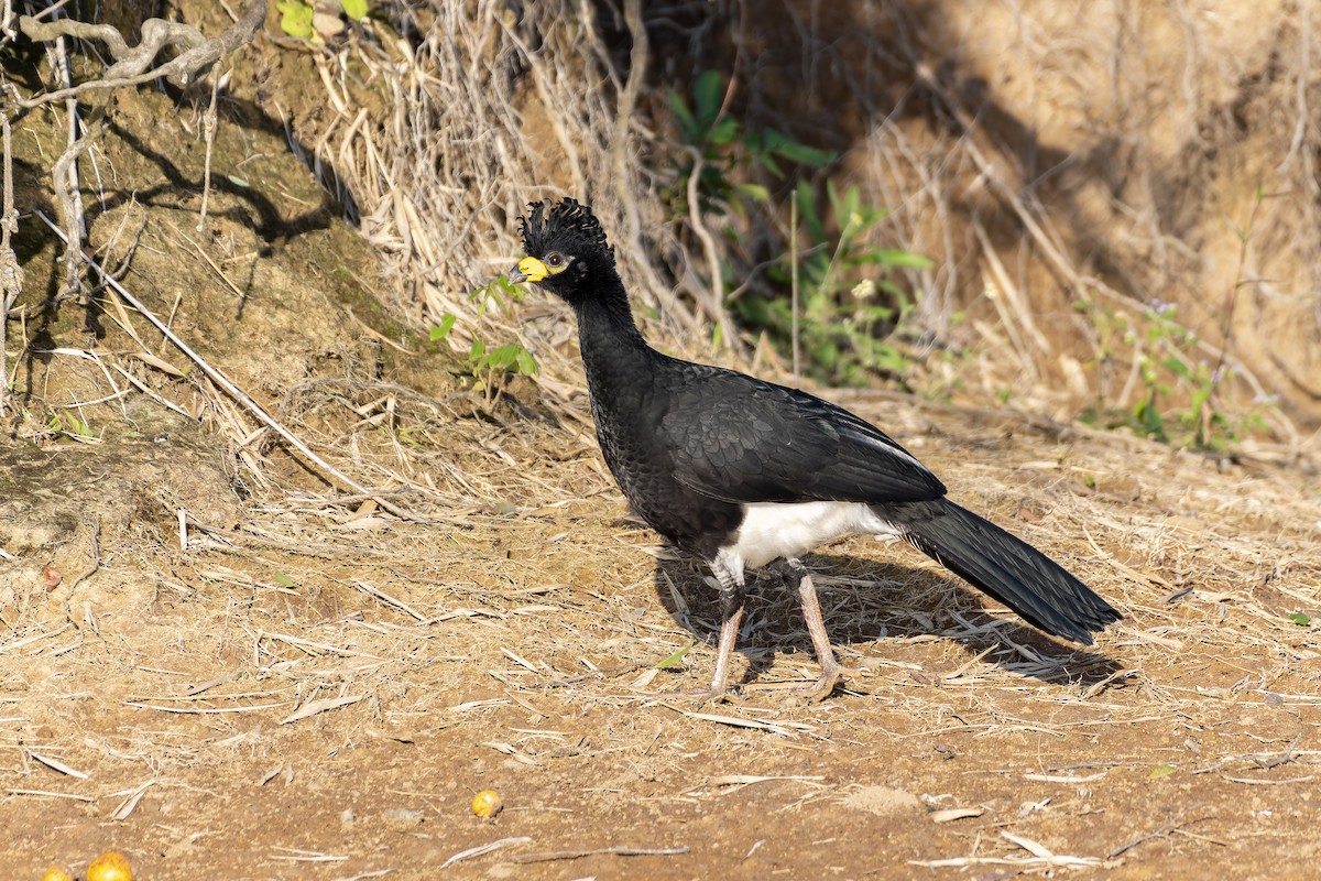 Bare-faced Curassow - ML554348851