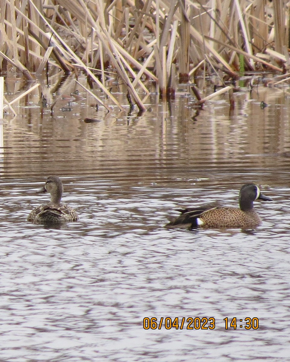eBird Checklist 6 Apr 2023 Watts Flats WMA 39 species
