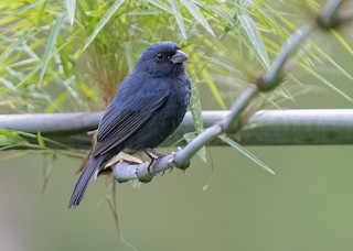  - Blue Seedeater