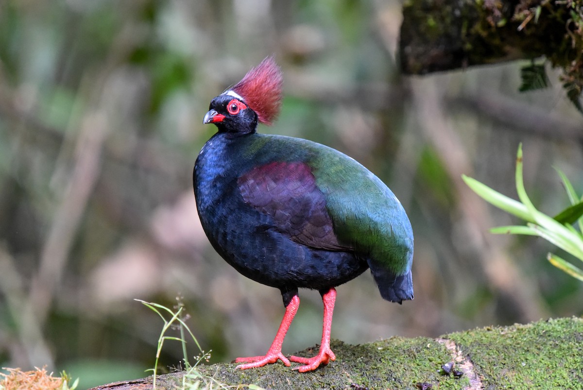 Crested Partridge - ML554354131