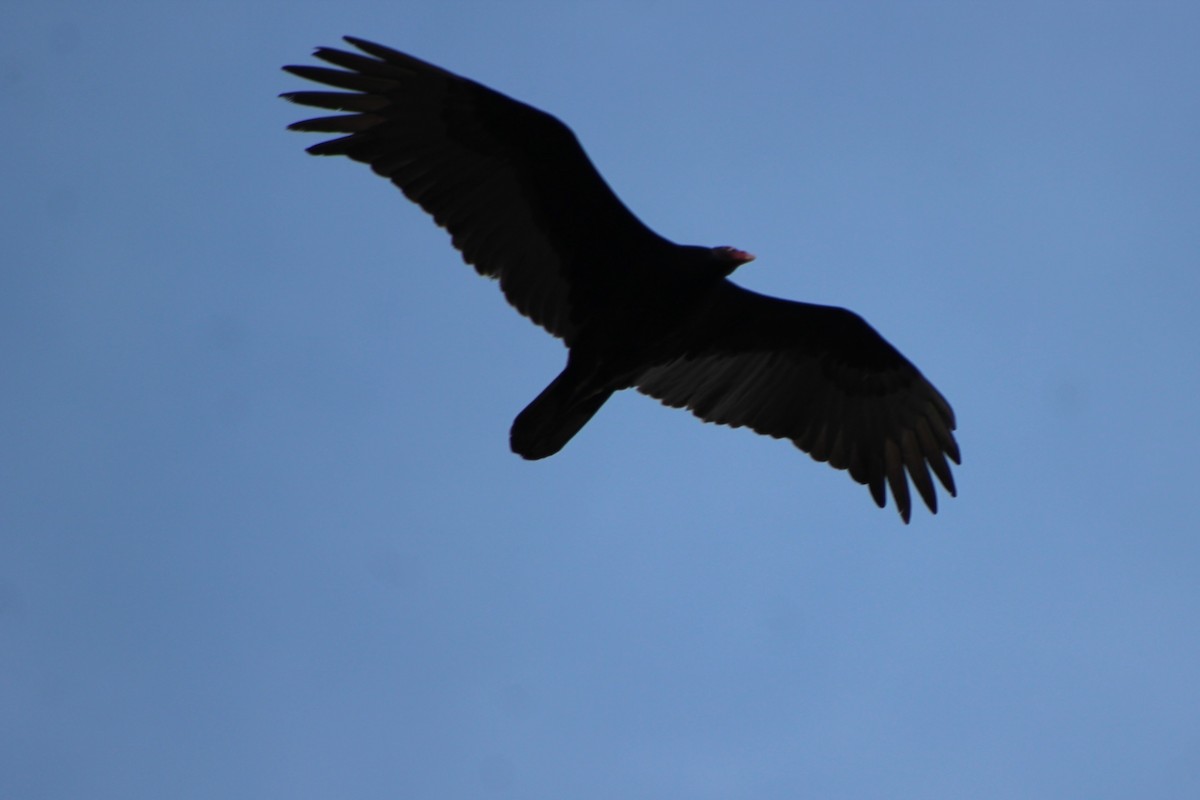 Turkey Vulture - ML55435591