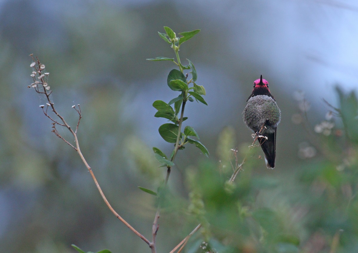 Anna's Hummingbird - ML554363841
