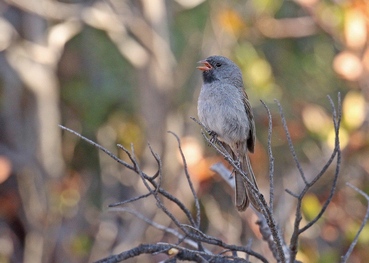 Black-chinned Sparrow - Ryan Schain